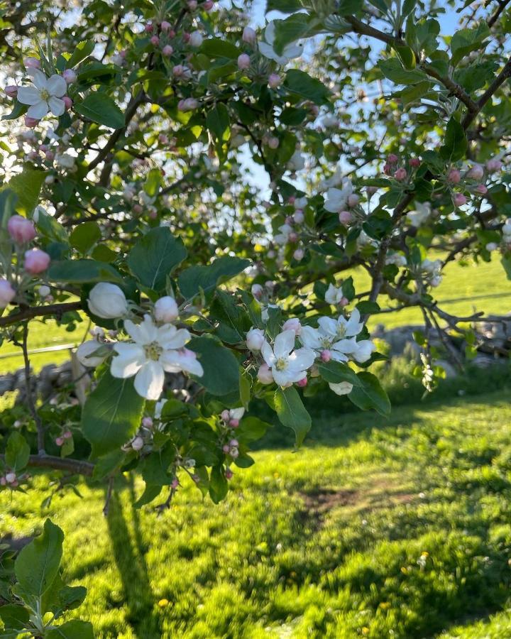 Blueberry Fields Bed & Breakfast Jefferson Kültér fotó